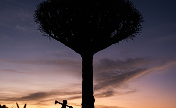 Top Socotra Trips