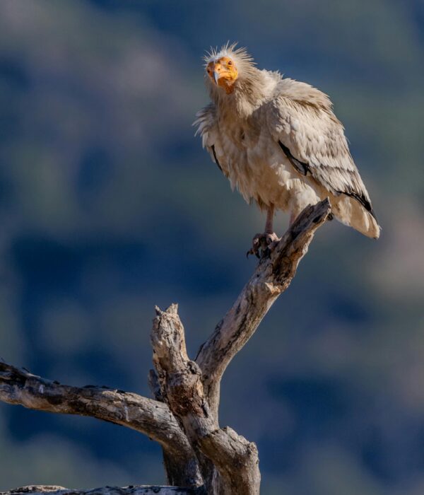 Socotra Wilderness Tour