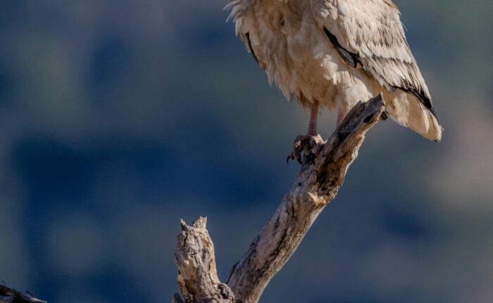 Socotra Wilderness Tour