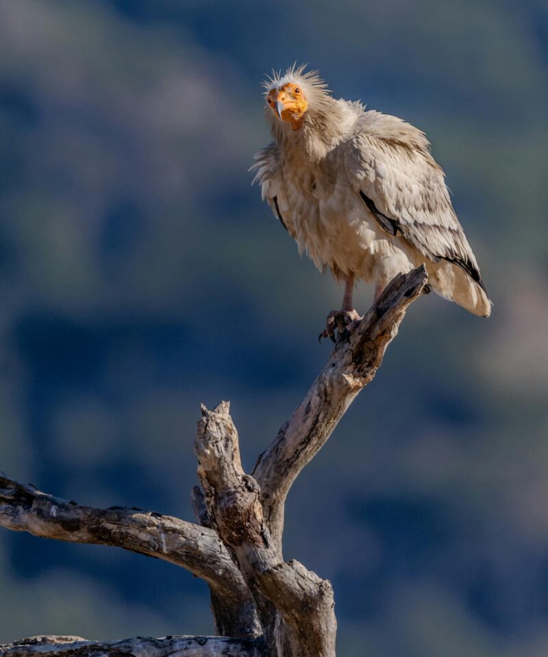 Socotra Wilderness Tour