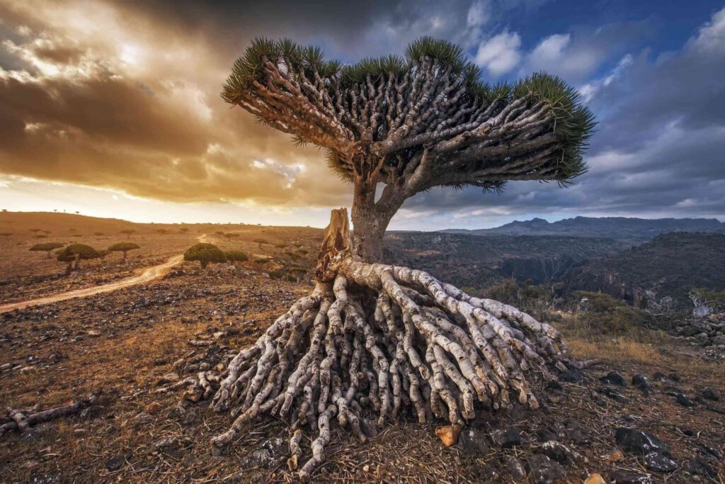 Socotra Tour
