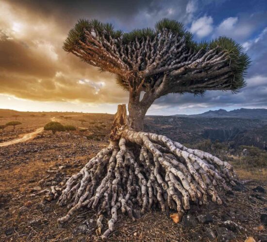 Socotra Tour