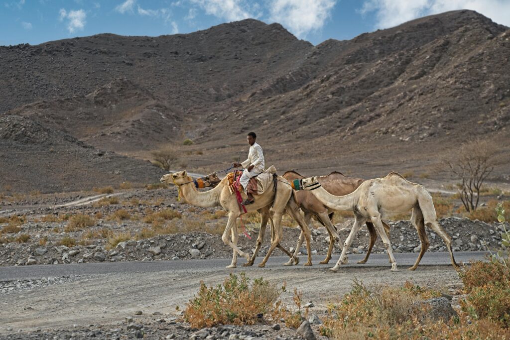 Blog of Socotra