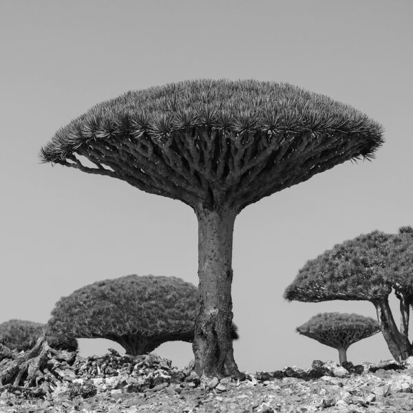 Sustainable Travel Socotra