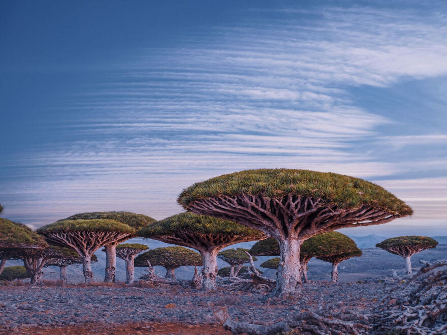 This Is Where Socotra’s Story Begins